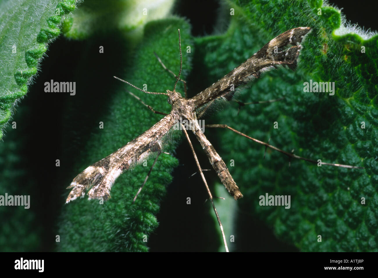 Plume moth (Capperia britanniodactyla). Reposant sur une feuille de sauge, bois l'Etat larvaire. Powys, Pays de Galles, Royaume-Uni. Banque D'Images