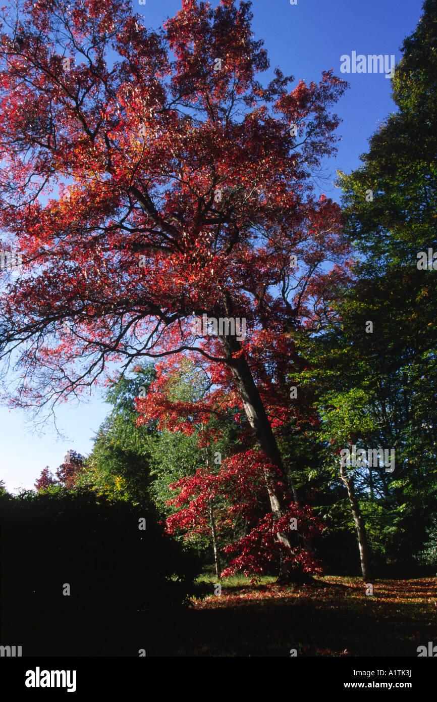 Le Chêne écarlate (Quercus coccinea) un grand arbre au feuillage de l'automne. Glansevern Gardens, Powys, Wales, UK. Banque D'Images