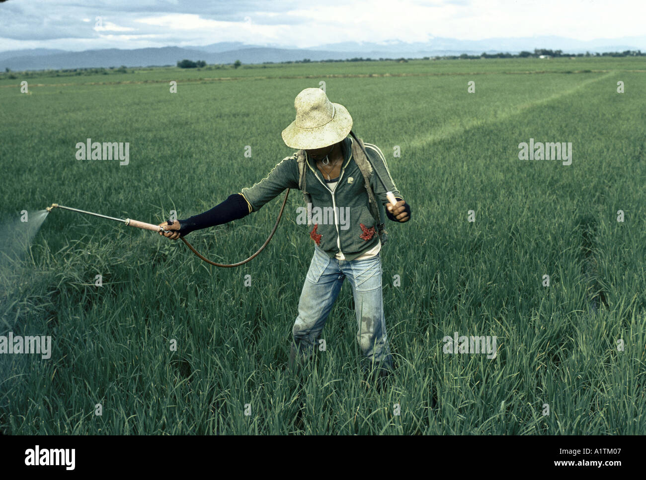 Les champs de riz aux Philippines d'être pulvérisé par l'HOMME AVEC SA ...