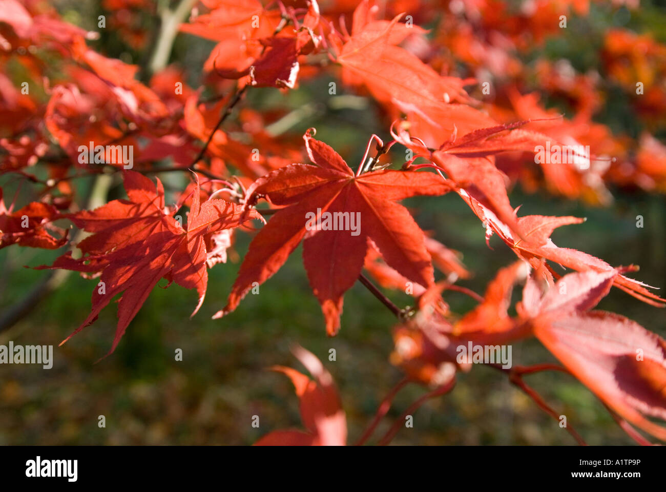 Feuilles rouges dans une forêt d'automne Banque D'Images