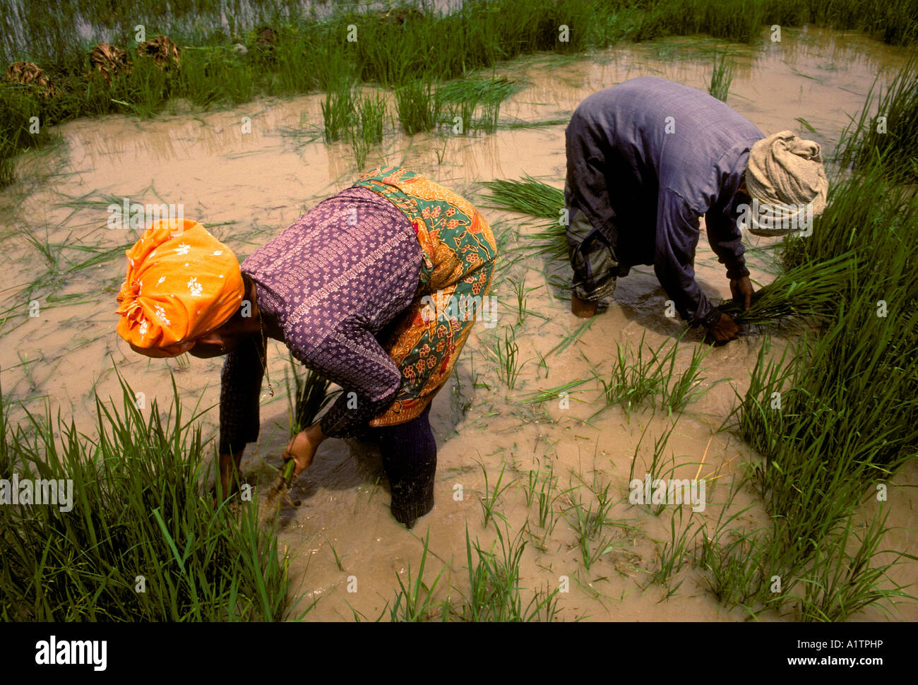 Les femmes thaïlandaises, les travailleurs immigrants, les immigrants, les travailleurs, qui travaillent dans le champ de riz, riz, riz, riz paddy, Tumpat, État de Kelantan, Malaisie, Asie Banque D'Images