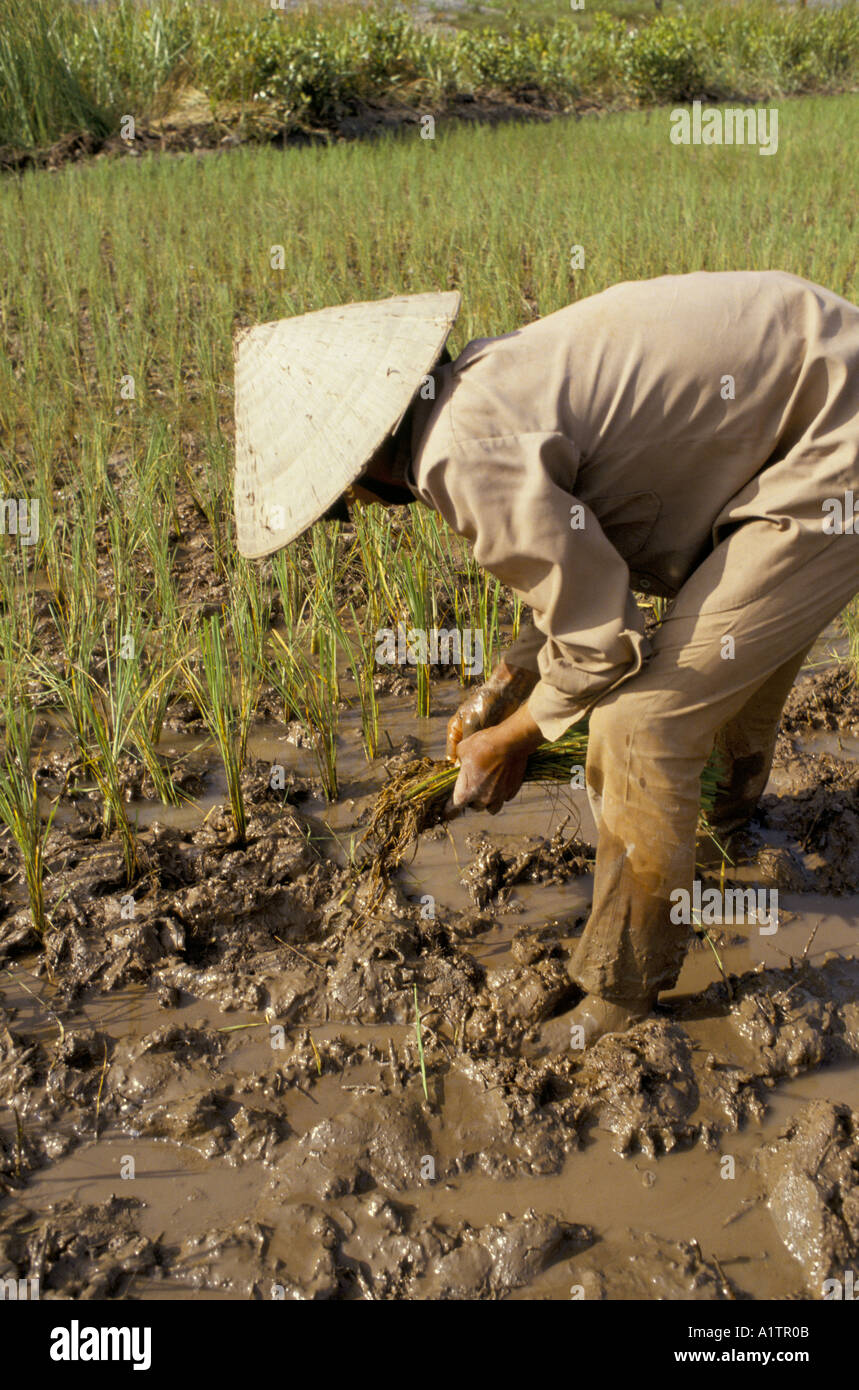 Le repiquage du riz paddy femme, champ, Quang Ninh VIETNAM 1991 Banque D'Images