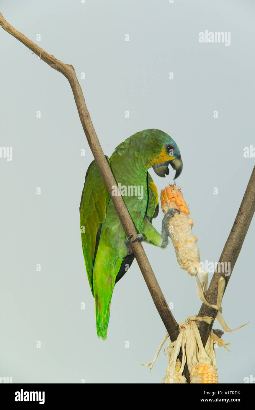 Un perroquet sauvage sur une mangeoire à un Amazon jungle lodge nr Manaus  Amazonas Brésil etat Photo Stock - Alamy