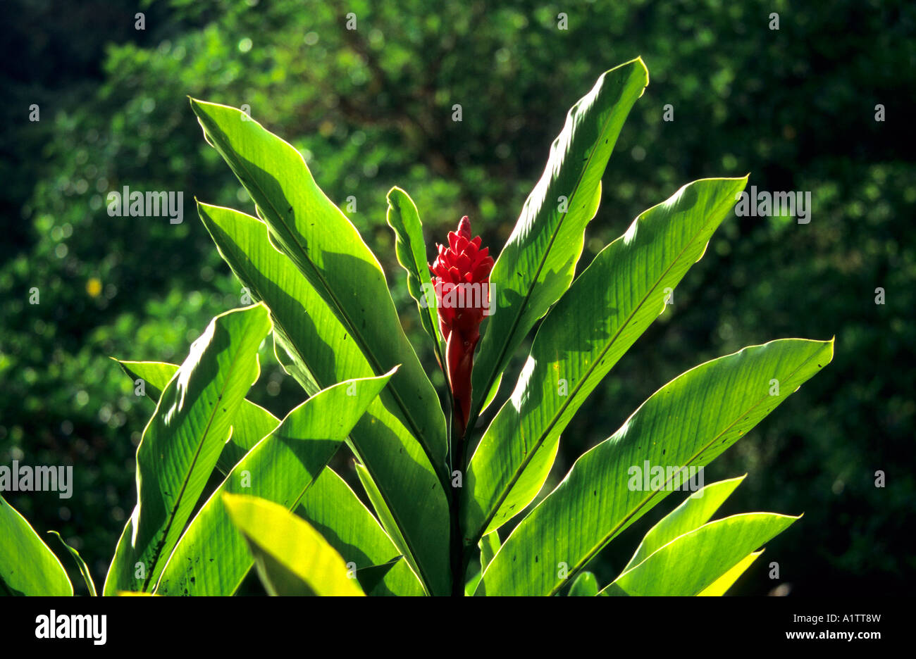 Ginger Etlingera Elatior, torche, Costa Rica Banque D'Images