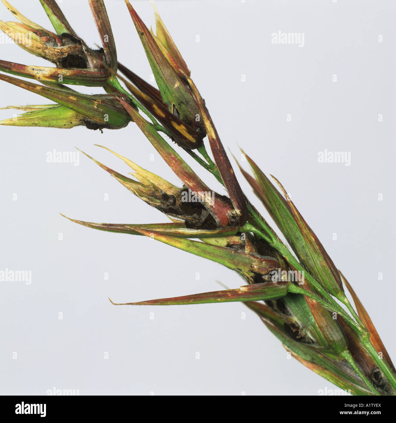 Bunt ou charbon puant Tilletia tritici sur herbe sauvage Bromus fleurs inertus Banque D'Images