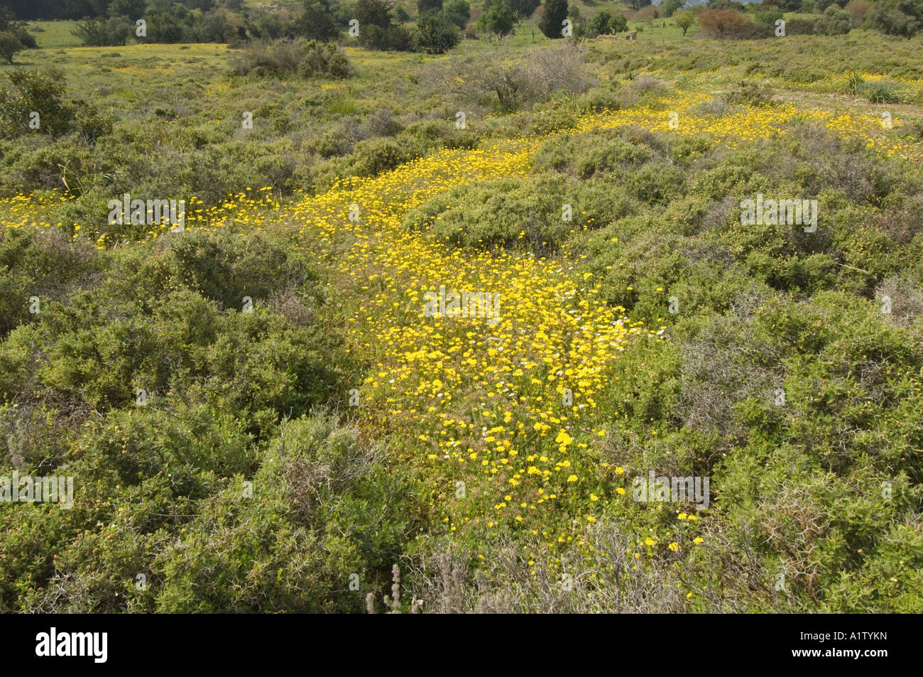 Daisy Chrysanthemum coronarium, couronne, dans le nord de Chypre, Europe Banque D'Images