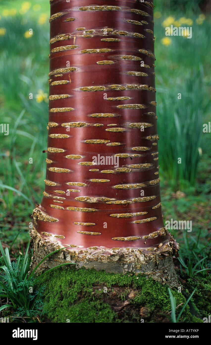 Belle écorce d'un cerisier d'ornement Prunus serrula Banque D'Images