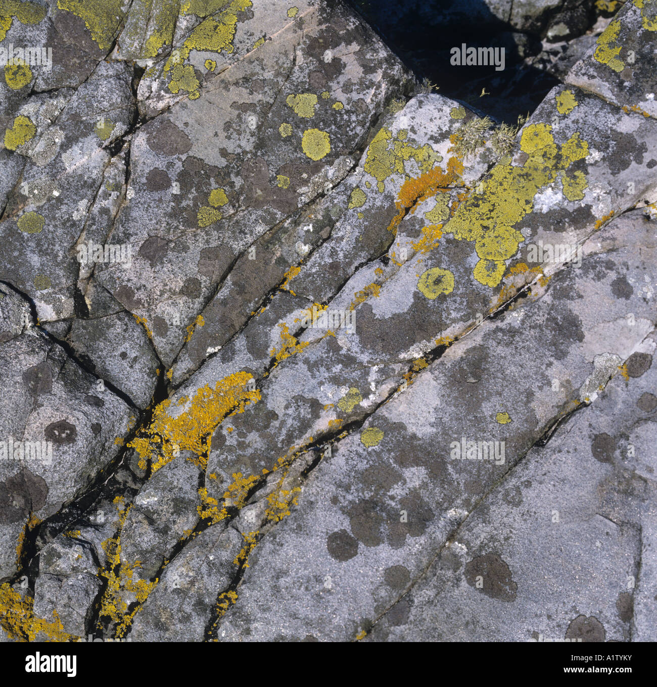 Les lichens marins sur les roches exposées au-dessus de la côte ouest de l'Ecosse Banque D'Images