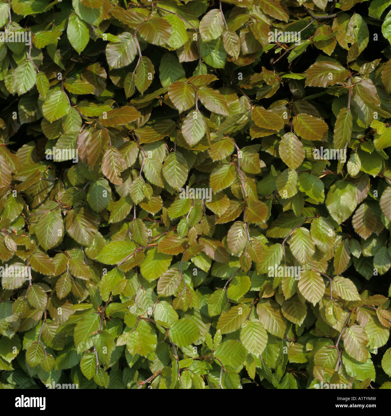 Printemps jeune Hêtre Fagus sylvatica hedge avec de délicates jeunes feuilles Banque D'Images