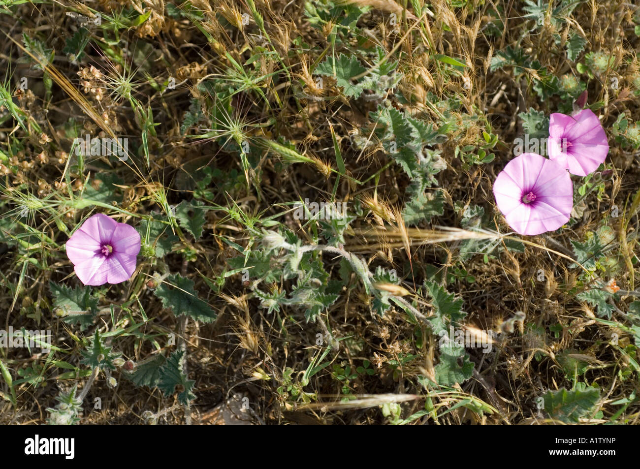 À feuilles de mauve, liseron des champs Convolvulus althaeoides, floraison sur le bord de la route, dans le nord de Chypre, Europe Banque D'Images