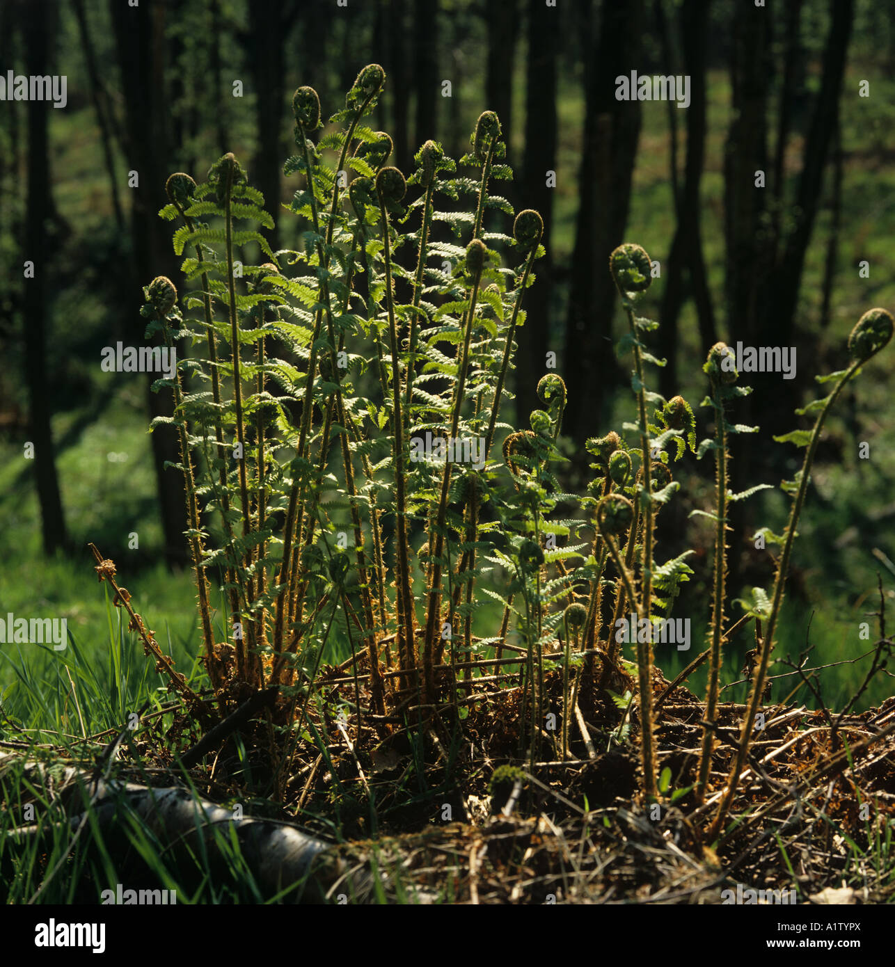 Jeune Fougère mâle Dryopteris filix mas frondes uncurling au printemps woodland Banque D'Images