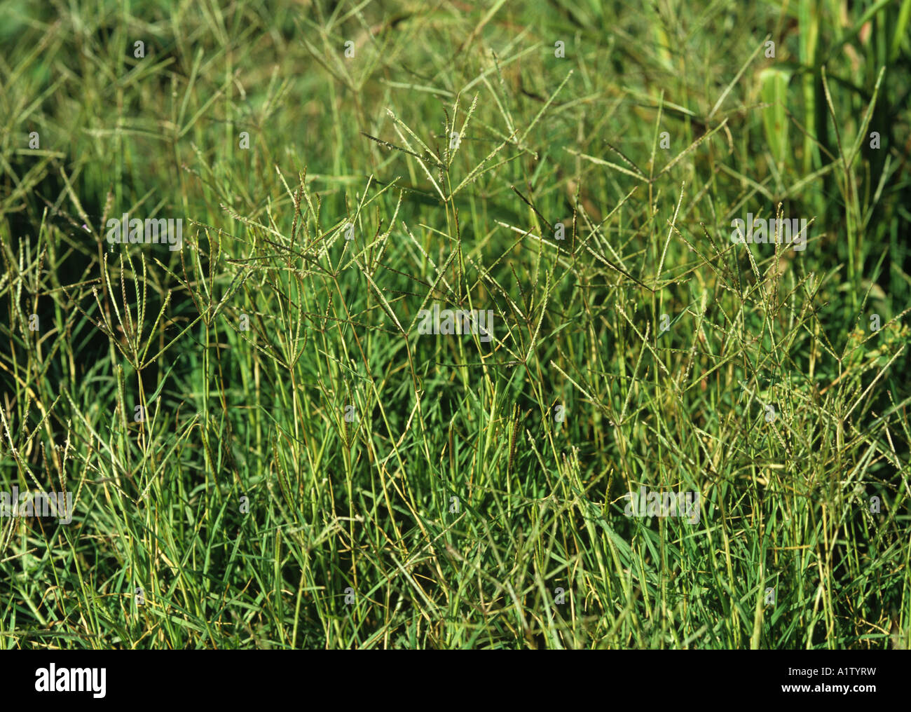 Bermuda Grass Cynodon dactylon mauvaises herbes graminées floraison Banque D'Images