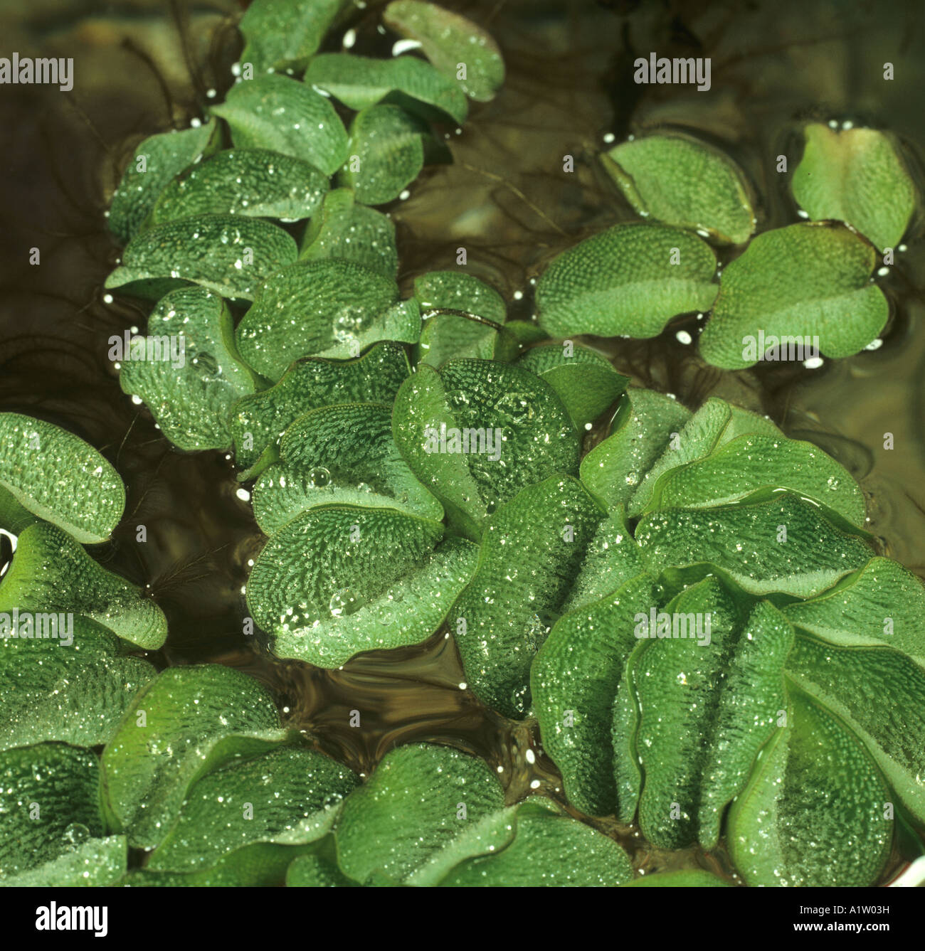 Fougère flottante Salvinia auriculata avec gouttelettes d'eau sur les poils des feuilles Banque D'Images