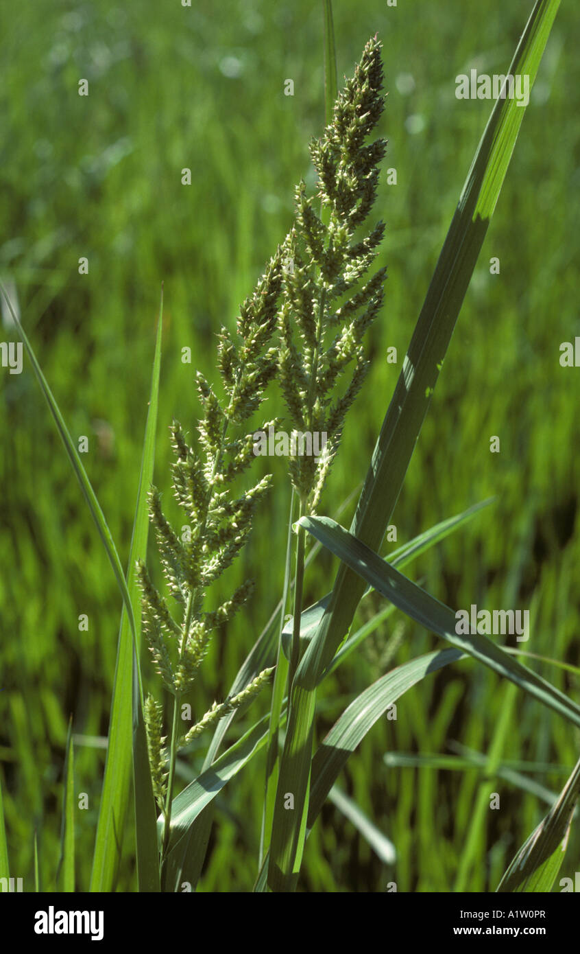 Barnyardgrass ou millet japonais echinochloa crus galli fleurs Philippines Banque D'Images