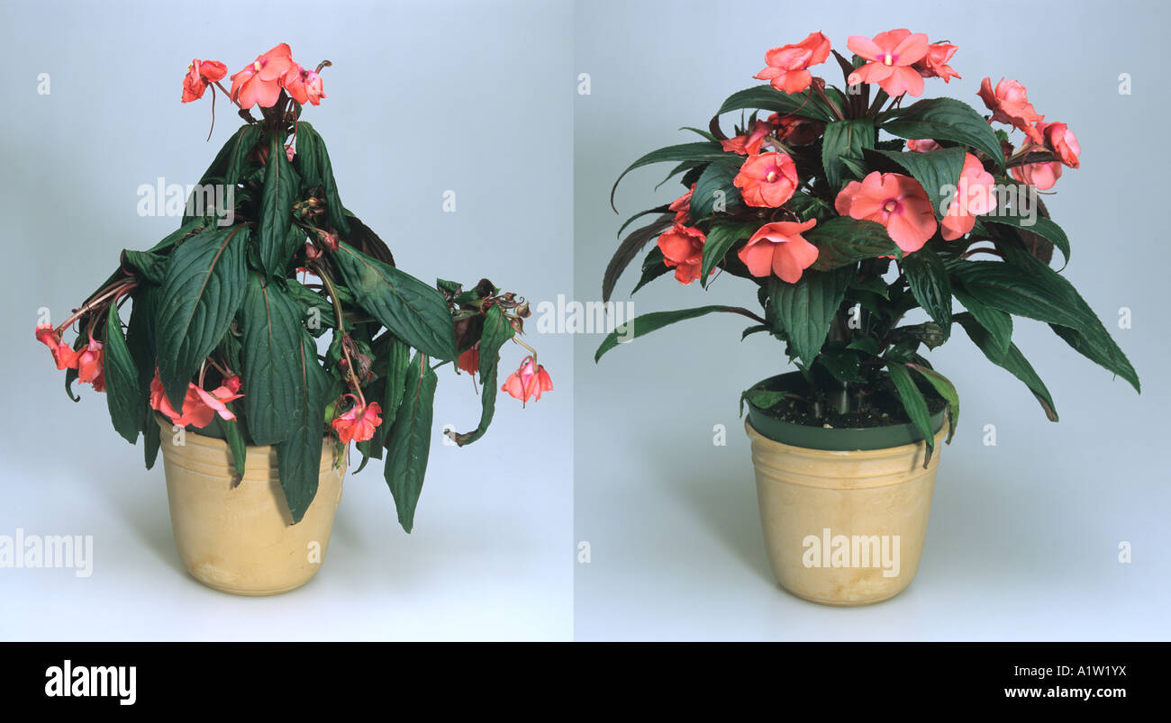Plante d'Impatiens Nouvelle Guinée avant et après l'arrosage hybride cv flétries récupérés Banque D'Images