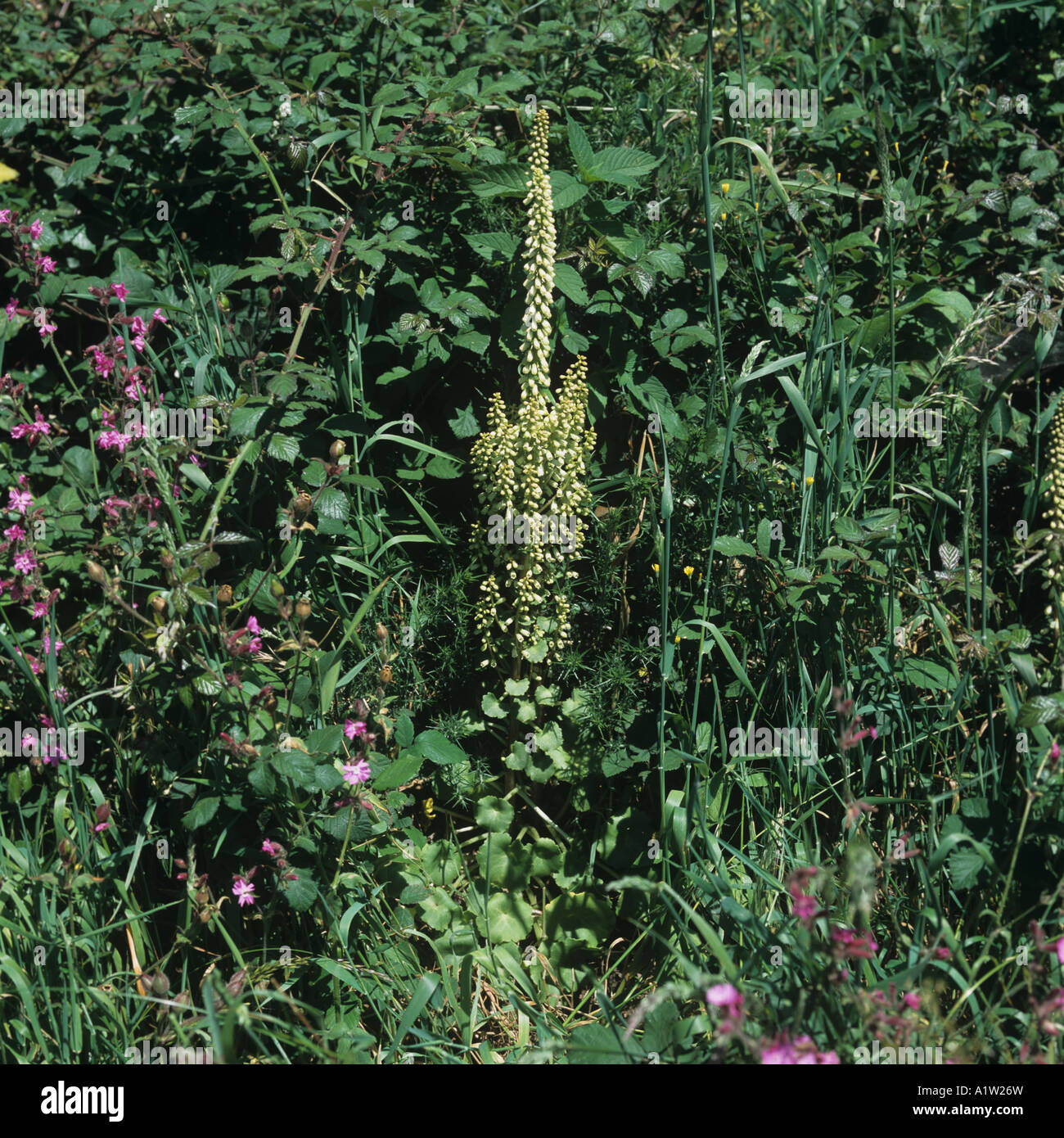 Ombelle ombilic rupestris et mur d'autres plantes à floraison printanière banque Devon Banque D'Images
