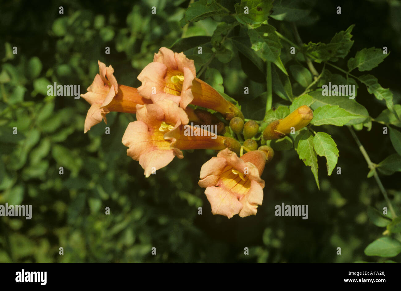Vigne trompette Trompette ou rampantes (campsis radicans) fleurs Banque D'Images
