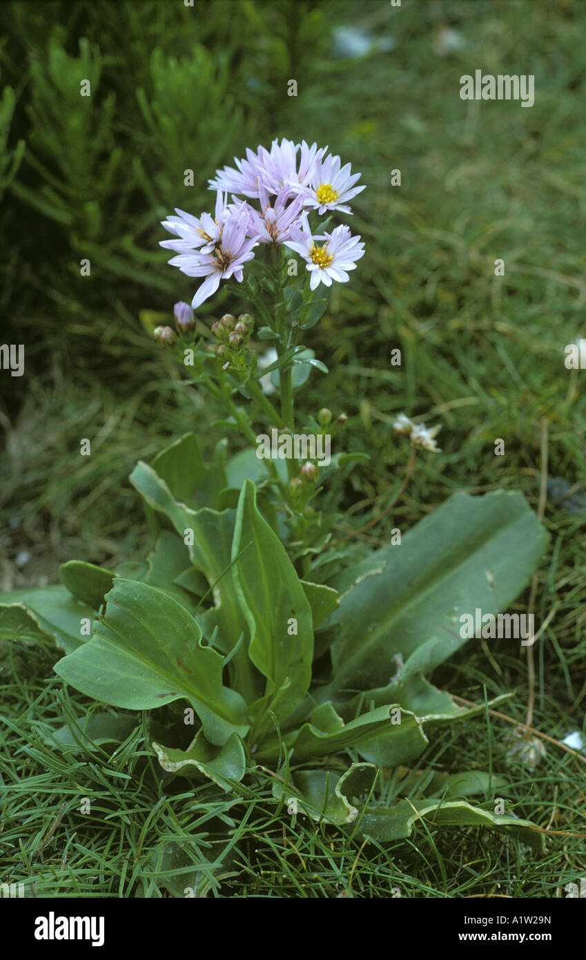 L'aster maritime Aster tripolium flowering plant Banque D'Images