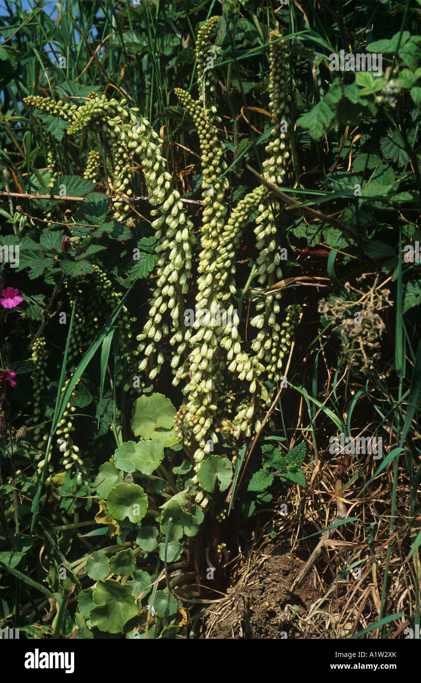 Wall ombelle ou navelwort ombilic rupestris plante en pleine floraison dans une banque Devon Banque D'Images