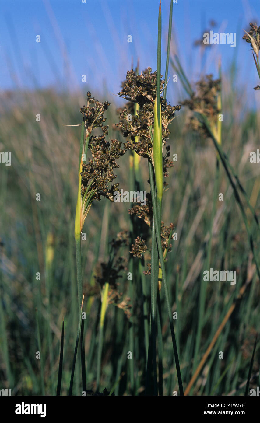 Sharp (Juncus acutus floraison Banque D'Images