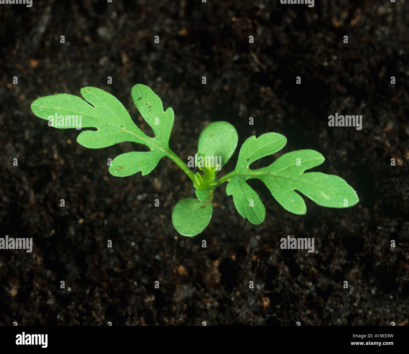 La petite herbe à poux Ambrosia artemisiifolia plantule à deux feuilles vraies Banque D'Images