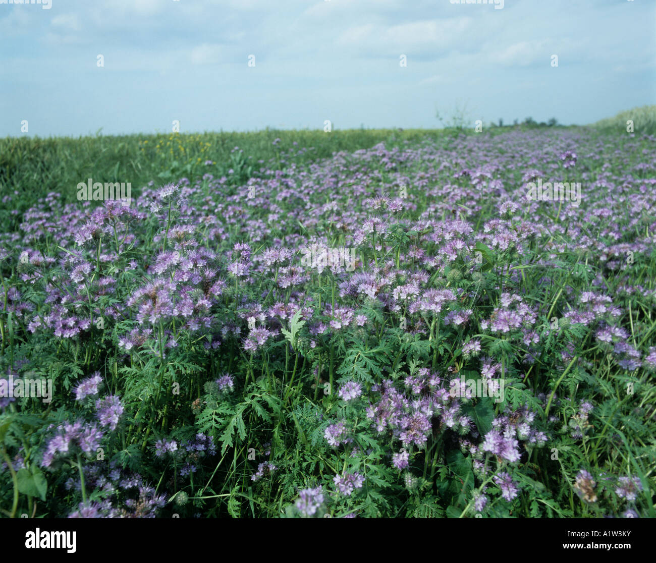 Usine heradland la récolte de blé avec Phacelia pour promouvoir les prédateurs et fournir une protection pour eux Banque D'Images