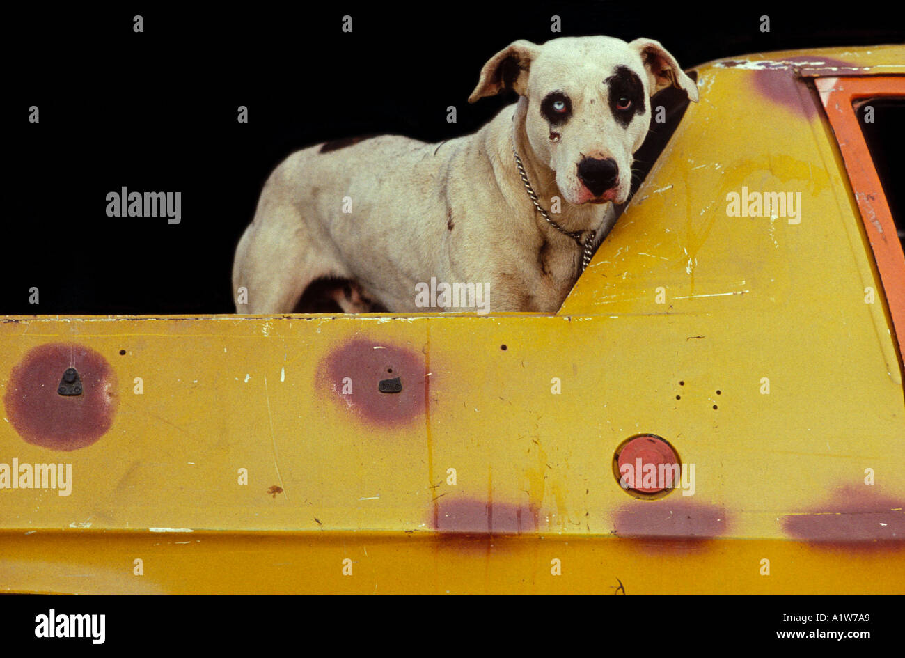 Spotted dog à l'arrière du SEI, Australie Banque D'Images