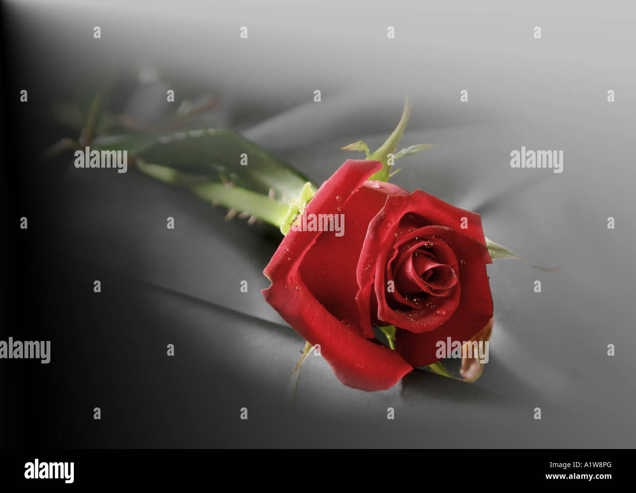 Valentines Red Rose Banque D'Images