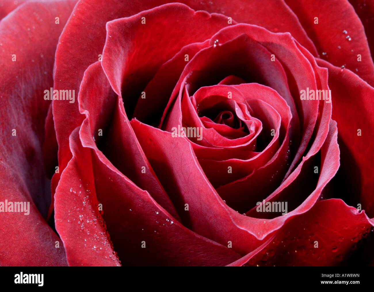 Rose rouge Banque D'Images