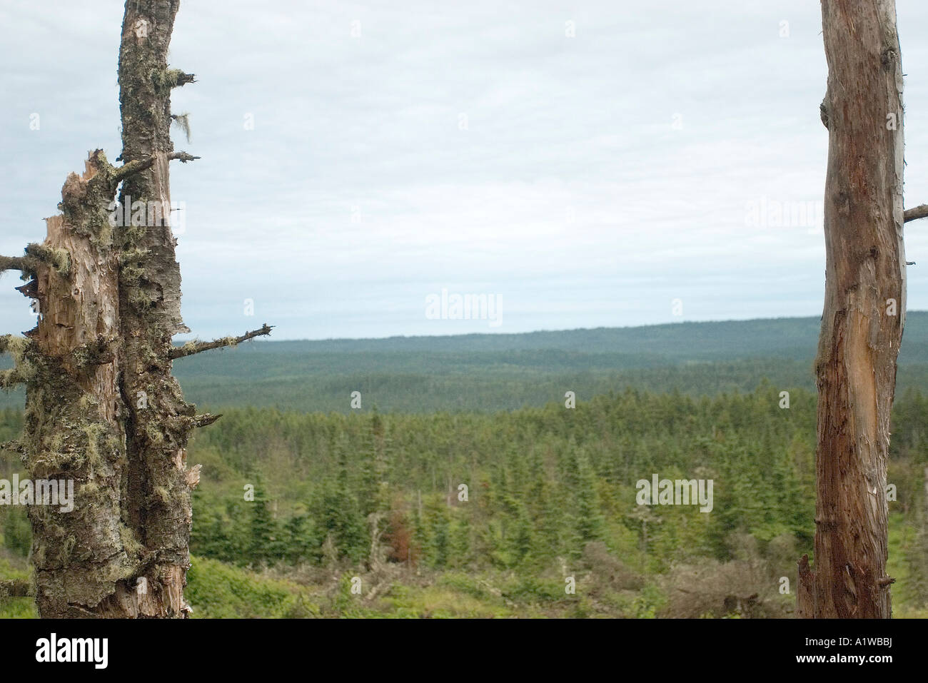 Site d'exploitation forestière de la forêt acadienne du Nouveau-Brunswick Canada Banque D'Images