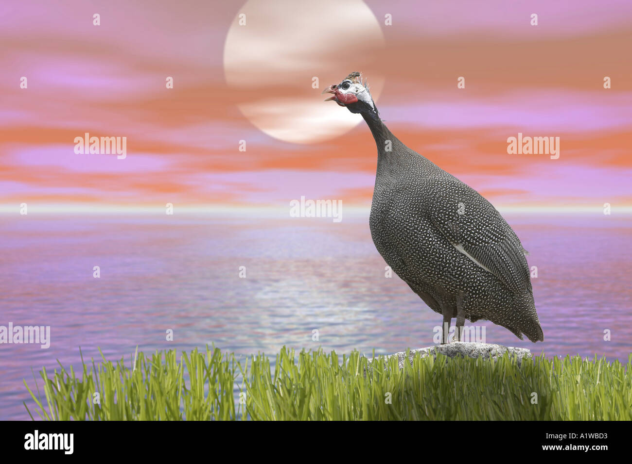 Le dindon sauvage grand oiseau debout sur. Banque D'Images