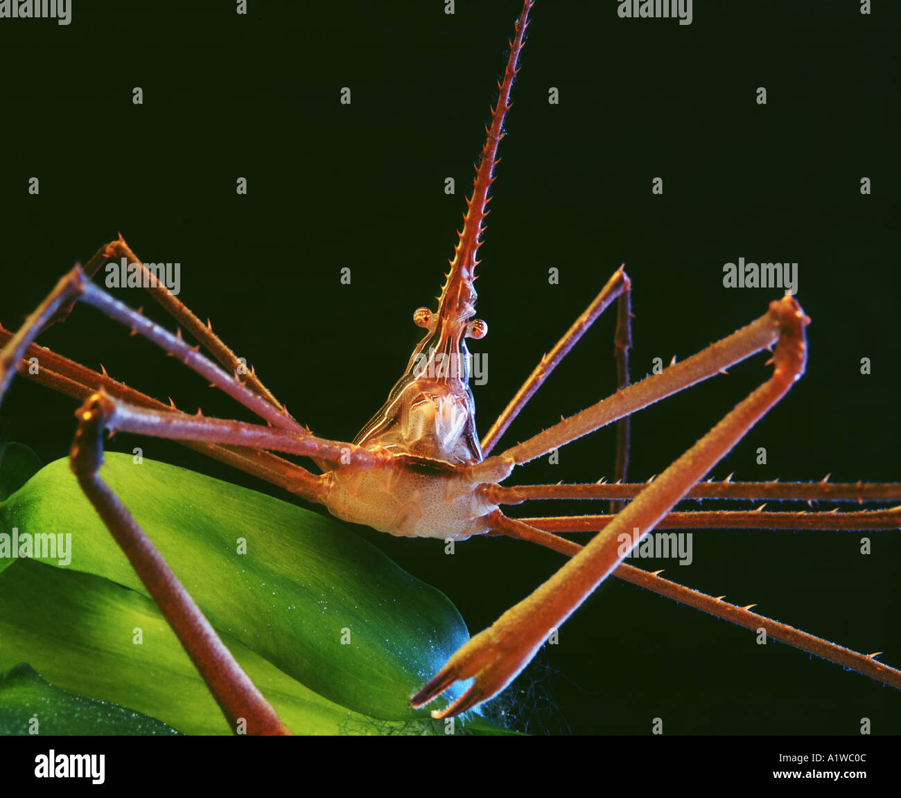 Stenorhynchus seticornis CRABE ERMITE ARAIGNÉE CRABE fantôme flèche yellowline Arthropoda Majidae Décapodes Pleocyemata Malacostracés Banque D'Images