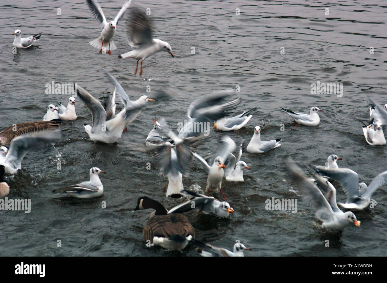 Troupeau de goélands Black-Headed Allaitement (Larus ridibundus) Banque D'Images