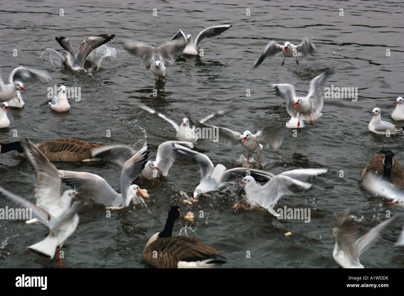 Troupeau de goélands Black-Headed Allaitement (Larus ridibundus) Banque D'Images