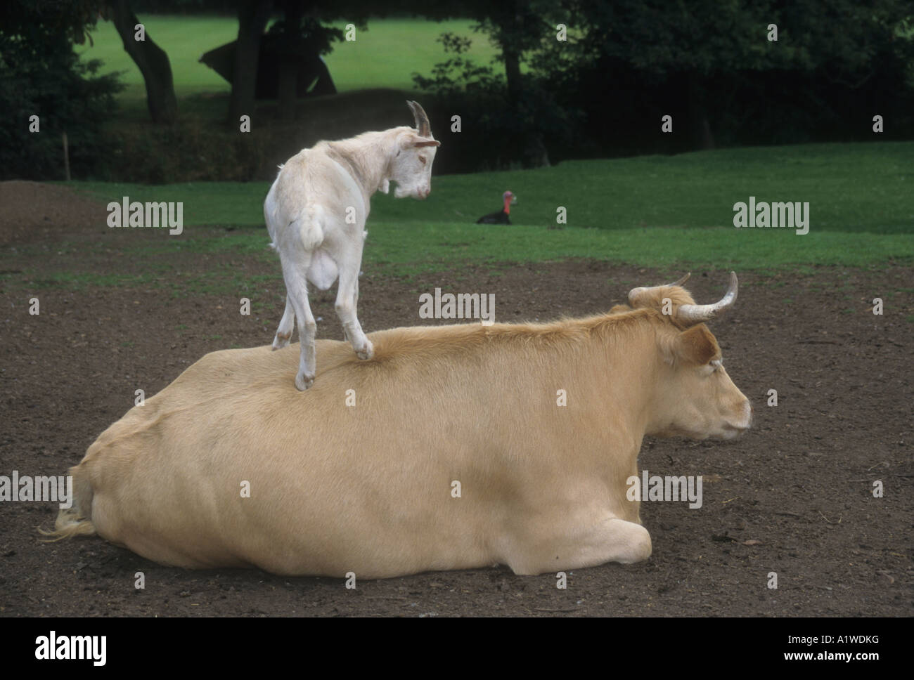 Une photo d'une chèvre blanche debout sur le dos d'un jeune taureau . Banque D'Images