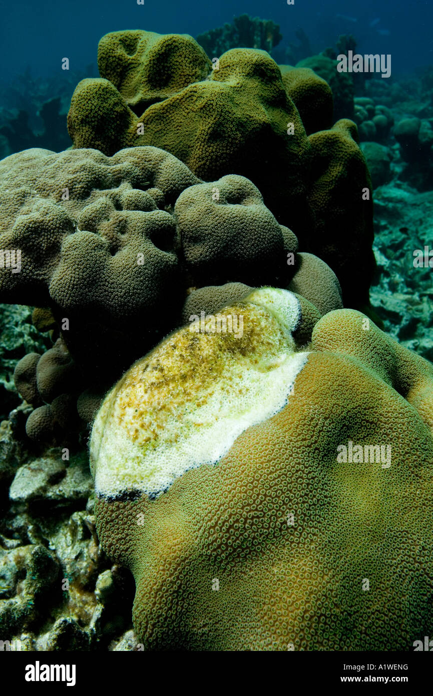 Bande noire MALADIE ATTAQUE UN CHEF D BOURNONI SOLENASTREA LOBÉES STAR CORAL LES EAUX DE BONAIRE Banque D'Images
