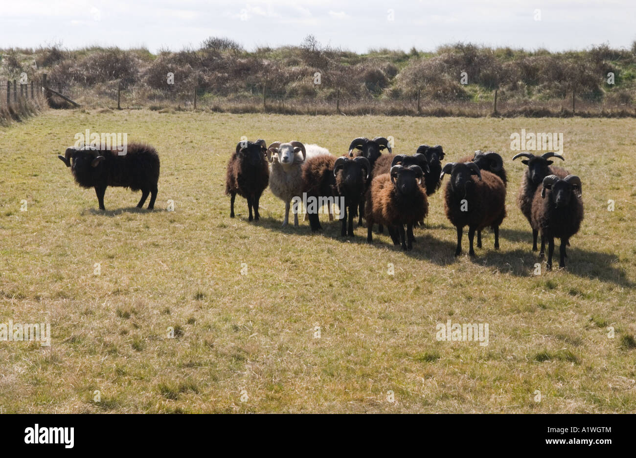 Troupeau de moutons des Hébrides (Ovis aries) utilisé pour la conservation des pâturages, Norfolk, Angleterre, Royaume-Uni, Europe Banque D'Images