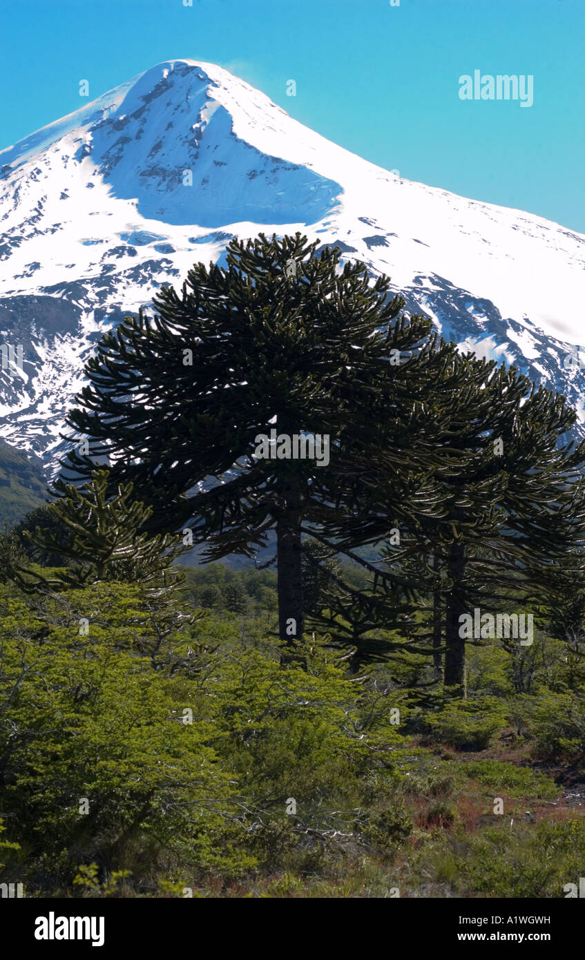 Monkey Puzzle (Araucaria araucana) arbres en forêt ancienne avec des sommets enneigés du Volcan Lanin Parc National Lanin Argentine Décembre Banque D'Images
