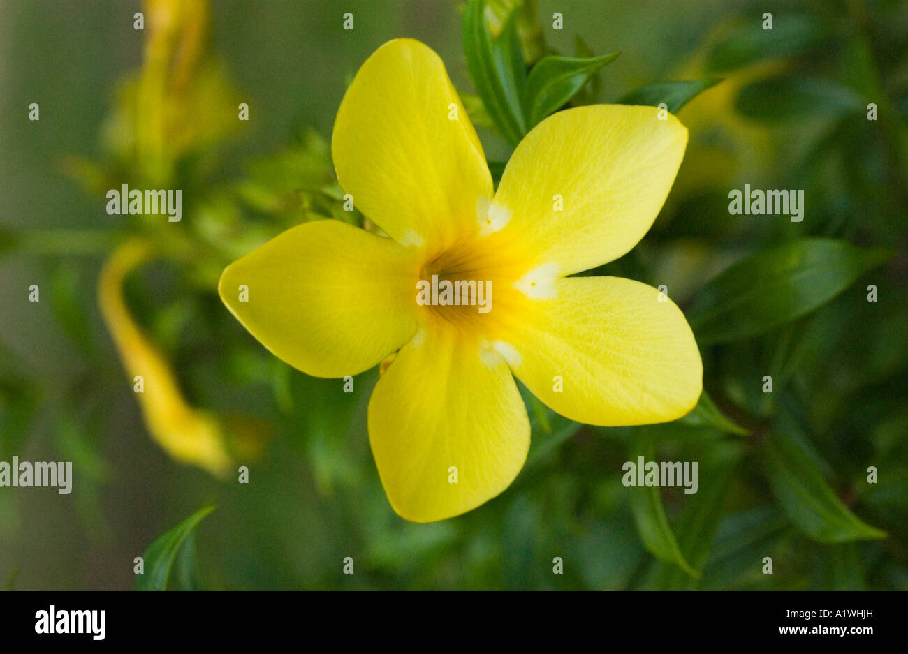 Trompette d'or (Allamanda cathartica) flower close-up Malaisie Banque D'Images