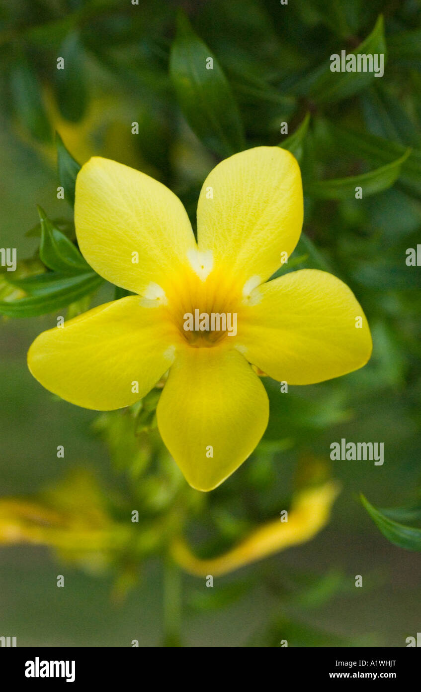 Trompette d'or (Allamanda cathartica) gros plan de la fleur : Malaisie Banque D'Images