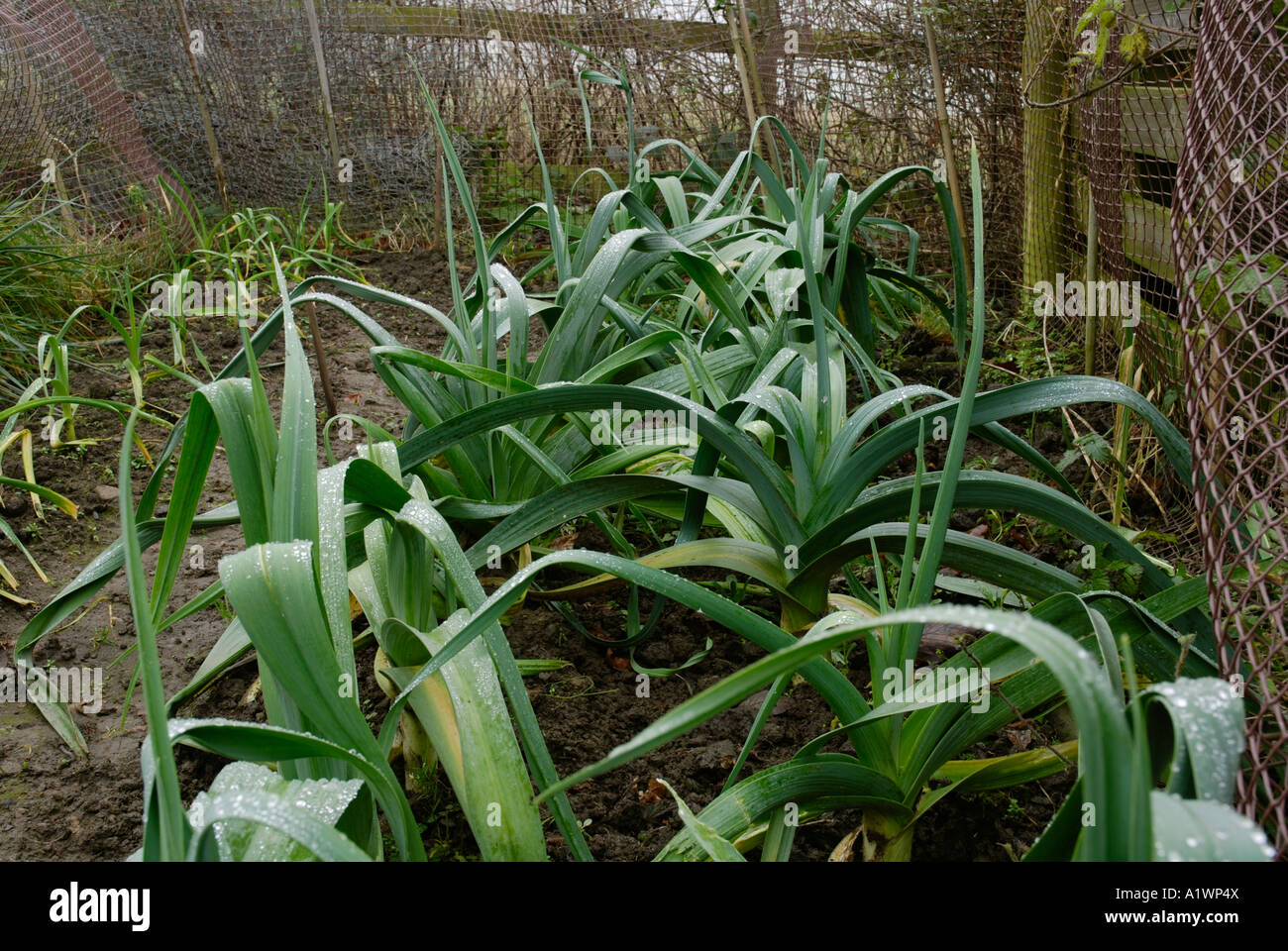 Poireau Musselburgh Banque D'Images