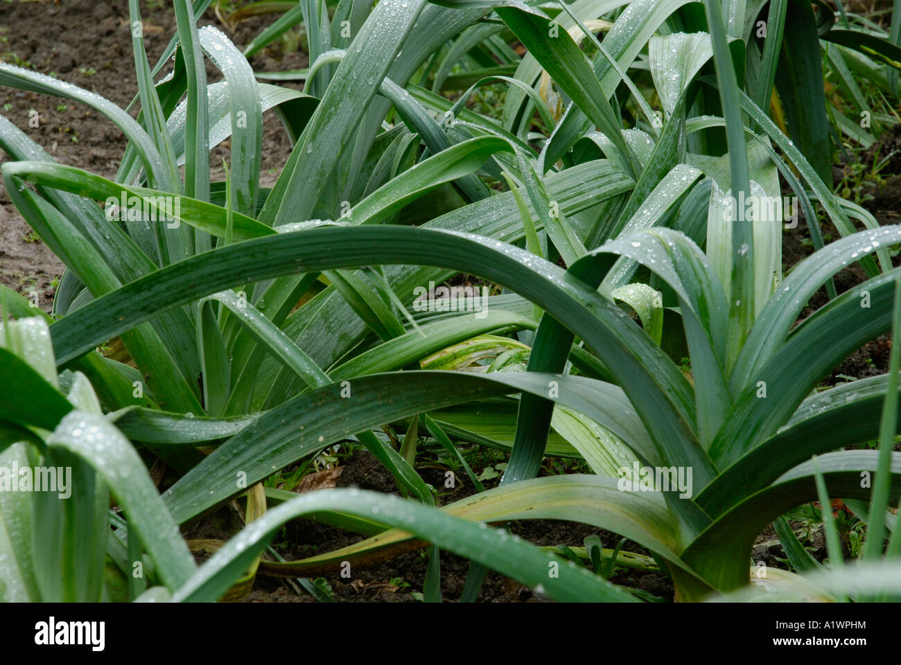 Poireau Musselburgh Banque D'Images