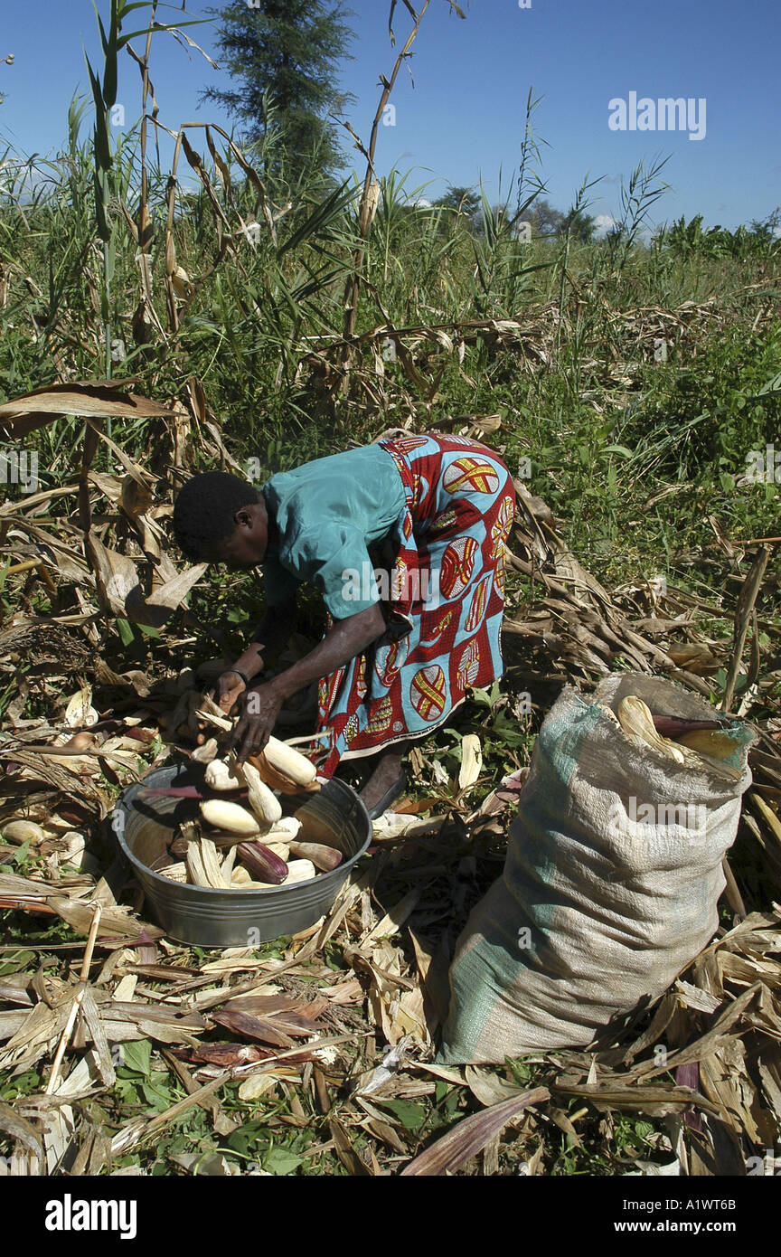 La récolte de maïs près de Salima Banque D'Images