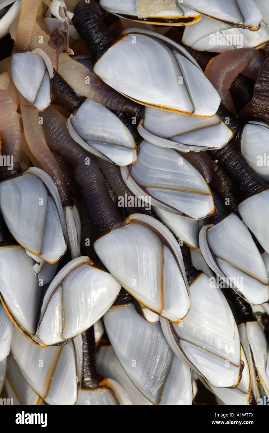 L'oie commune d'anatifes Lepas anatifera Linnaeus échoué sur une plage de Cornouailles Banque D'Images