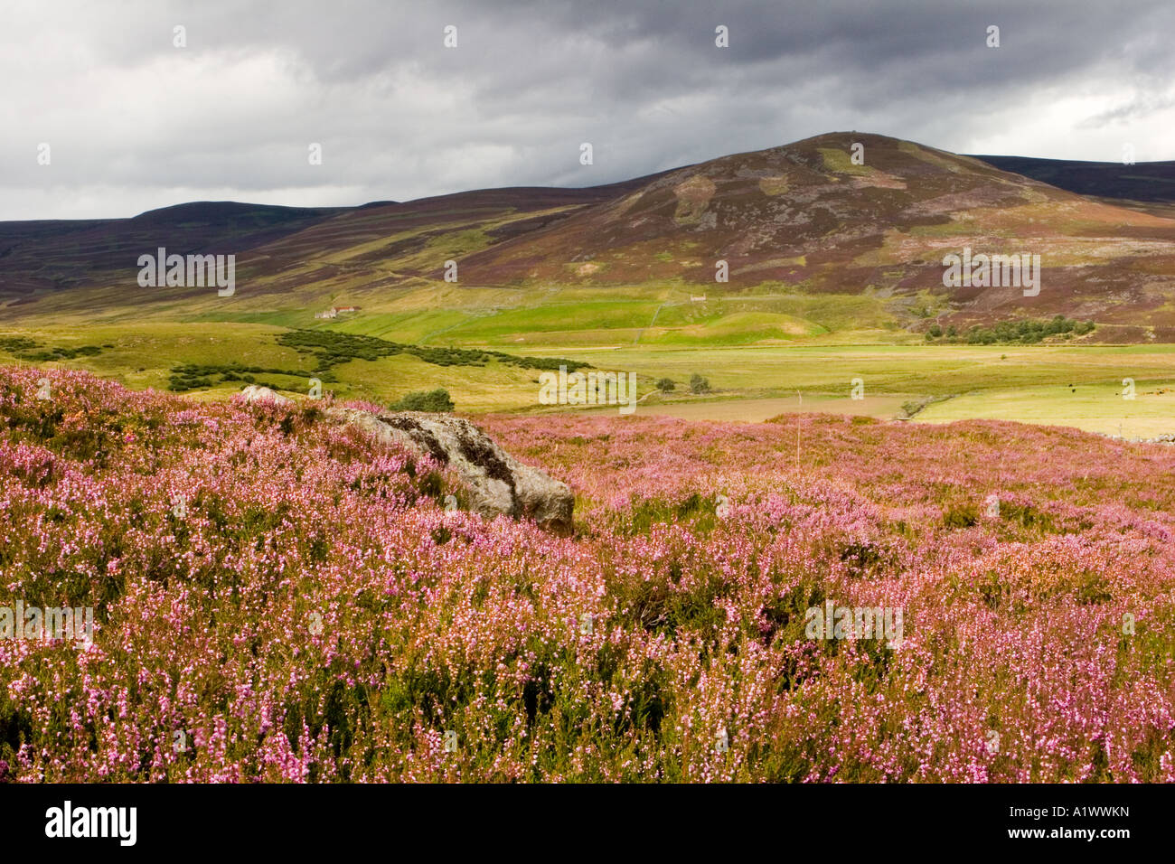 Heather Moorland scènes de l'Écosse. Paysage écossais Summerheather et ciel bleu sur la haute lande. Parc national de Cairngorms, Royal Deeside, Royaume-Uni Banque D'Images