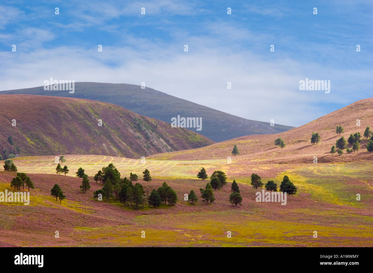 Scottish heather moor ou moorland Mar Lodge Estate, parc national de Cairngorm, le Royal Deeside, Scotland UK Banque D'Images