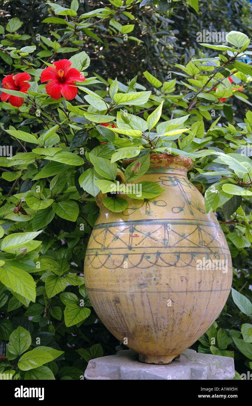Vase avec fleurs dans la ville de Sidi Bou Saïd, Tunisie Photo Stock - Alamy