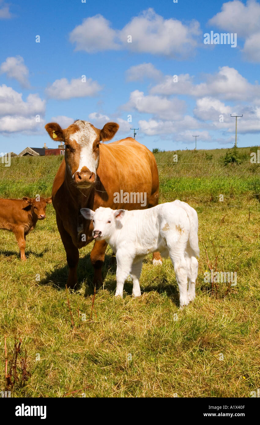 dh veaux de boeuf VACHES Royaume-Uni jeune né blanc veau Avec mère ferme animal domestique mignon bébé vache croix Ecosse deux vaches Banque D'Images