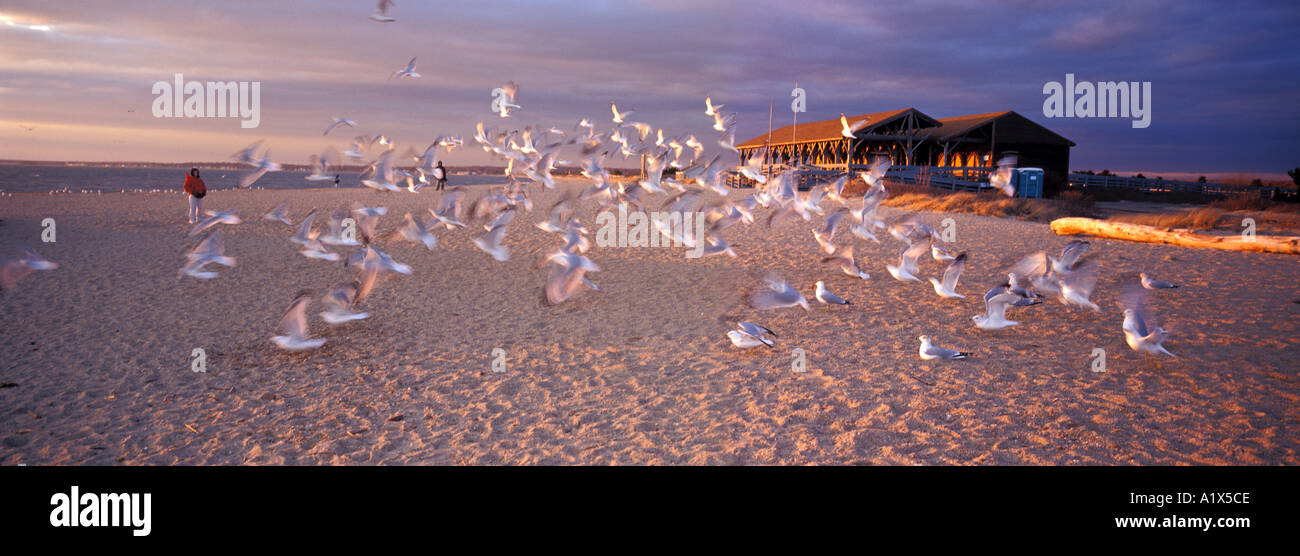 Mouettes oiseaux sur un coucher du soleil sunrise beach New England Madison Wisconsin usa united states Banque D'Images