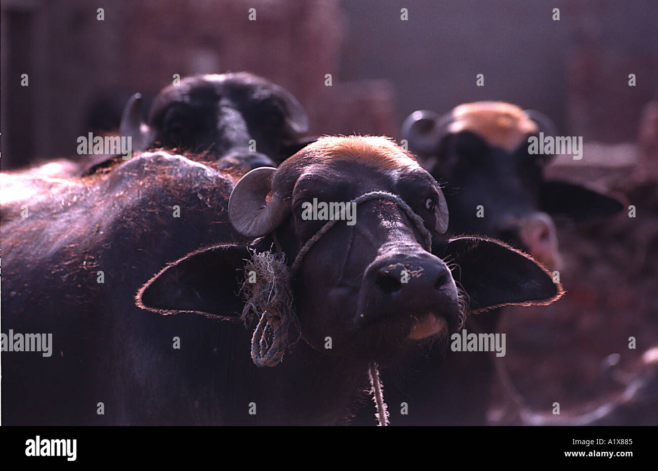 Buffalo dans la cour arrière de la maison au Pakistan Banque D'Images